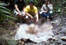 Tampak Kerangka manusia dalam bentuk sisa tulang belulang ditemukan warga di Perkebunan Tongsingin Desa Suhuyon Kecamatan Touluaan Selatan Kabupaten Minahasa Tenggara